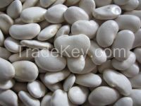 Dried Large White Kidney Beans 2015 Crop Lima Beans