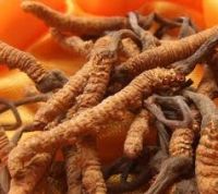 Cordyceps Extract