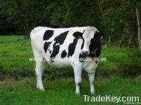 Dairy cattle and beef cattle