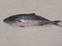 Yellowtail Amberjack (Seriola Lalandi)