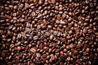 export Arabica Coffee beans,Arabica Coffee bean importer,Arabica Coffee beans buyer,buy Arabica Coffee beans,Arabica Coffee bean manufacturer,best Arabica Coffee bean exporter,low price Arabica Coffee beans,best quality Arabica Coffee bean,Coffee bean sup