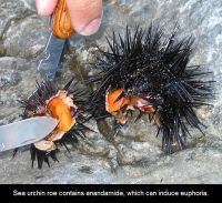 Live Sea Urchins/ Sea Urchins Roe