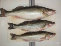 Fresh Nile Perch FISH