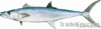 Narrow-Bared Spanish mackerel KING FISH