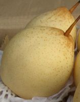 Ya pear