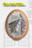 Egg Conveyor Belt