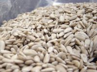 New Crop Sunflower Seeds Suppliers | Sunflower Seed Exporters, | Sunflower Black Seed  | Striped Black Seed | Flowers Seed | Sunflower Kernels