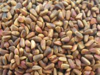 pine nuts importers,pine nuts buyers,pine nuts importer,buy pine nuts,pine nuts buyer,import pine nuts,pine nuts suppliers)