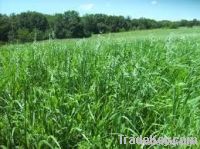 Forage Oats Seeds