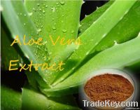 Top Quality Aloe Vera Extract Powder