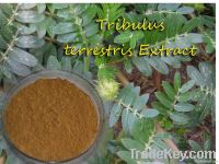 Top Quality Tribulus Terrestris Extract Powder with Saponins