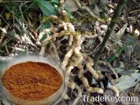100% Morinda Citrifolia Extract Powder