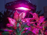 CTG-10 600W Square LED Grow Light