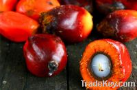 Crude Palm Oil