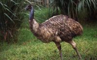 Emu Oil, Emu Meat, Emu bird etc