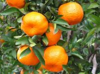 tangerine, mandarin orange, pomelo