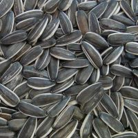 New Crop Sunflower Seeds Suppliers | Sunflower Seed Exporters, | Sunflower Black Seed  | Striped Black Seed | Flowers Seed | Sunflower Kernels