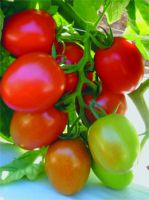 Hydroponic Tomato