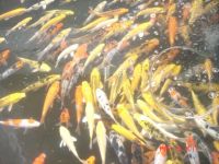 Low Cost High Quality Koi Fish and accessories