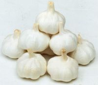 2011 China Fresh Garlic