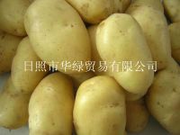 2011 China Fresh Holland Potato