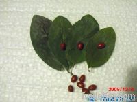 coca seeds - semillas de coca
