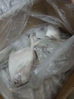 Frozen Pomfret for Sale from Bangladesh