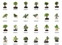 https://fr.tradekey.com/product_view/Bonsai-potplant-indoor-Plant-10cm-60cm-1759987.html