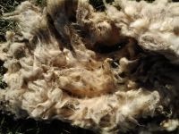 Icelandic Raw unwashed fiber for sale