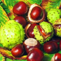 Horse Chestnut *****