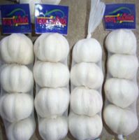 Pure White Garlic
