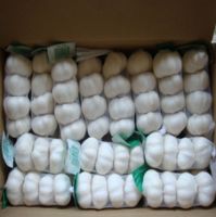 All classification of Pure White Garlic