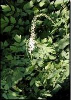 Black Cohosh *****