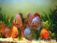 Aquarium fishes & Gara Fish for fish spa