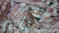Frozen Squid | Fish Meat | Seafood