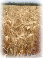 Wheat | Wheat exporter | Wheat distributor | Wheat wholesaler | Wheat supplier | Wheat importer |  Wheat |Wheat for sale | long grain Wheat exporter | buy Wheat online | Wheat for sale |  Wheat exporter | Wheat wholesaler | long grain Wheat buyer |  Wheat