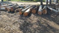 Eucalyptus  Wood Logs