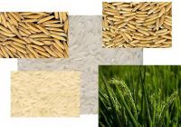 RICE SUPPLIER| PARBOILED RICE IMPORTERS | BASMATI RICE EXPORTER| KERNAL RICE WHOLESALER| WHITE RICE MANUFACTURER| LONG GRAIN TRADER| BROKEN RICE BUYER | IMPORT BASMATI RICE| BUY KERNAL RICE| WHOLESALE WHITE RICE| LOW PRICE LONG GRAIN