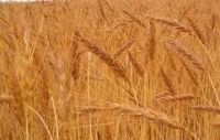 Wheat | Wheat exporter | Wheat distributor | Wheat wholesaler | Wheat supplier | Wheat importer |  Wheat |Wheat for sale | long grain Wheat exporter | buy Wheat online | Wheat for sale |  Wheat exporter | Wheat wholesaler | long grain Wheat buyer |  Wheat