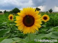 sunflower oil