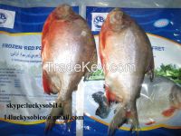 we sell pangasius/ horse mackerel/red pomfret/black tilapia/red tilapia/ rohu with good price