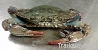 Blue Crab (callinectes sapidus)