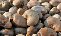 Raw cashew nut