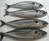 Mackerel Fish