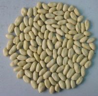 New Crop Blanched Peanut Kernel