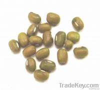 Green Muang Beans