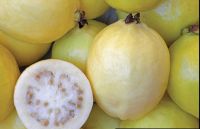 Guava-Guyaba