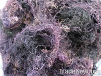 GRACILARIA SEAWEED (SOVIMEXCO)