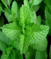 Spearmint