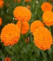 Calendula 